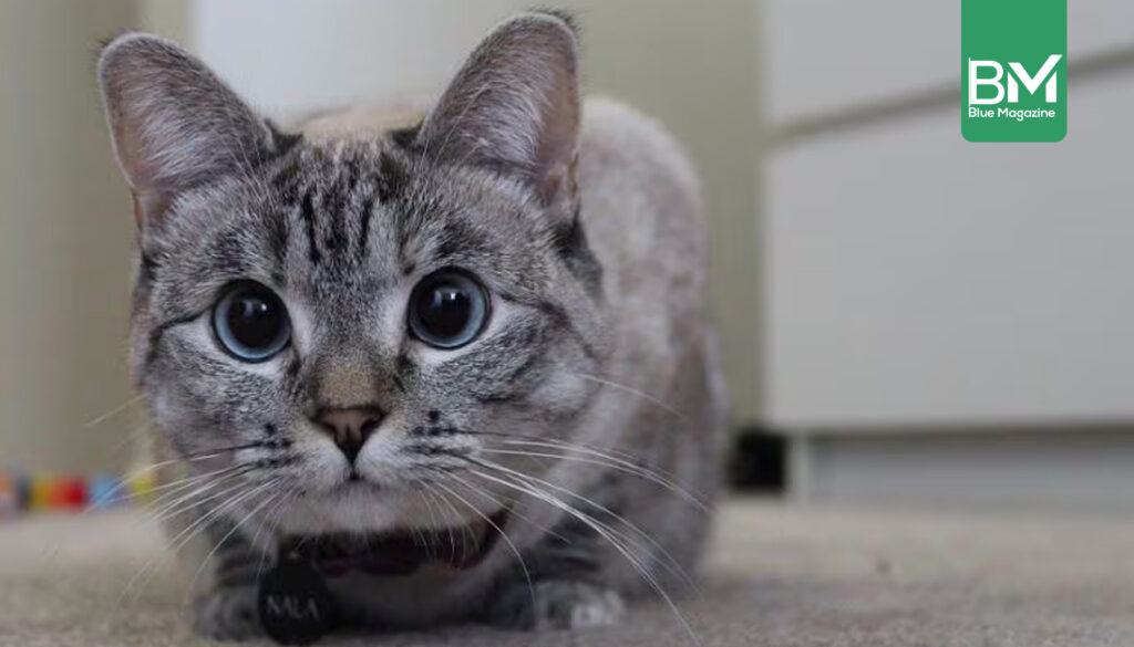 Meet Nala Cat: The Instagram star with a ton of followers - Tymoff